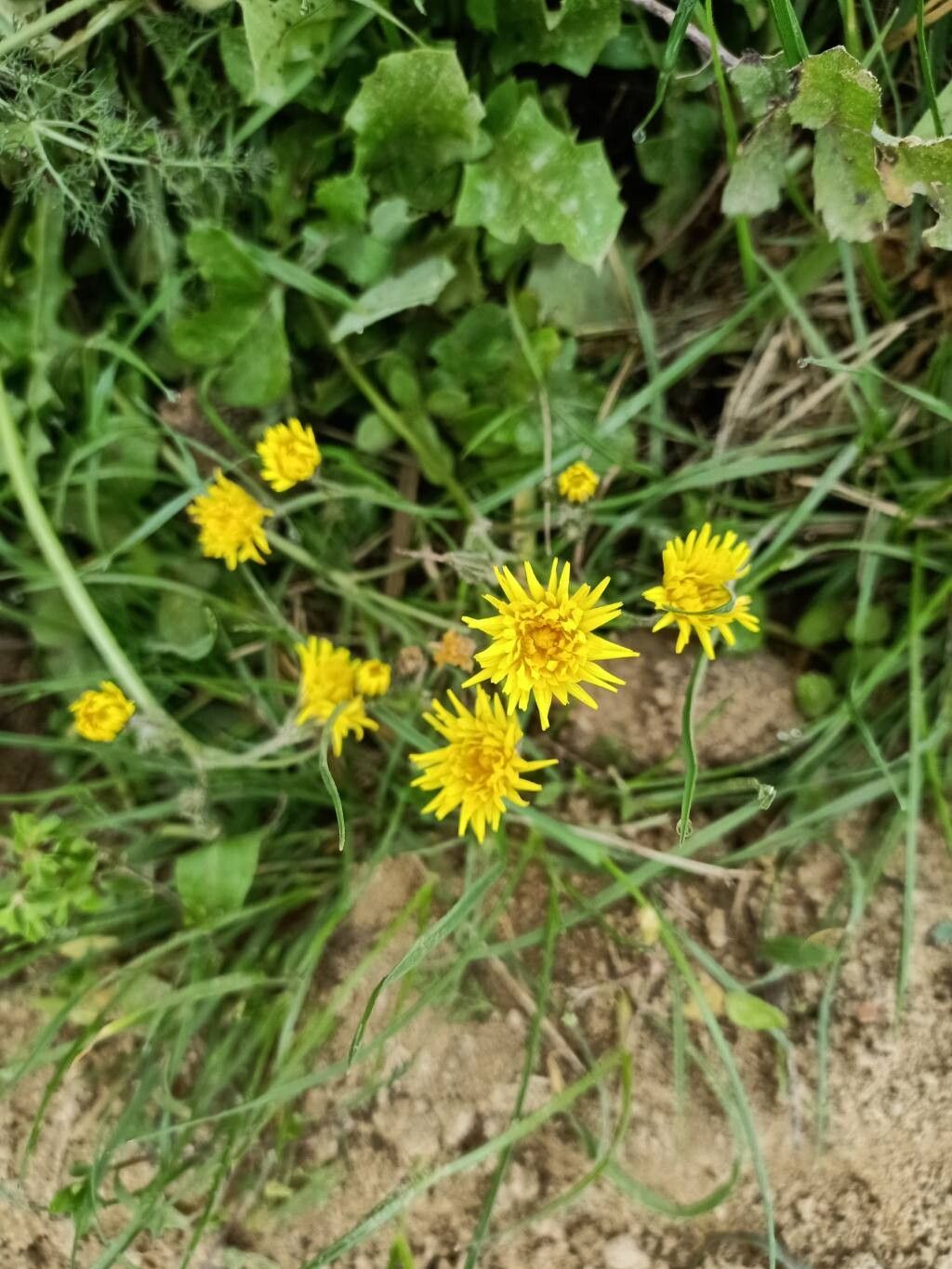 Scorzoneroides autumnalis (Autumn Hawkbit) (alternate view 11)