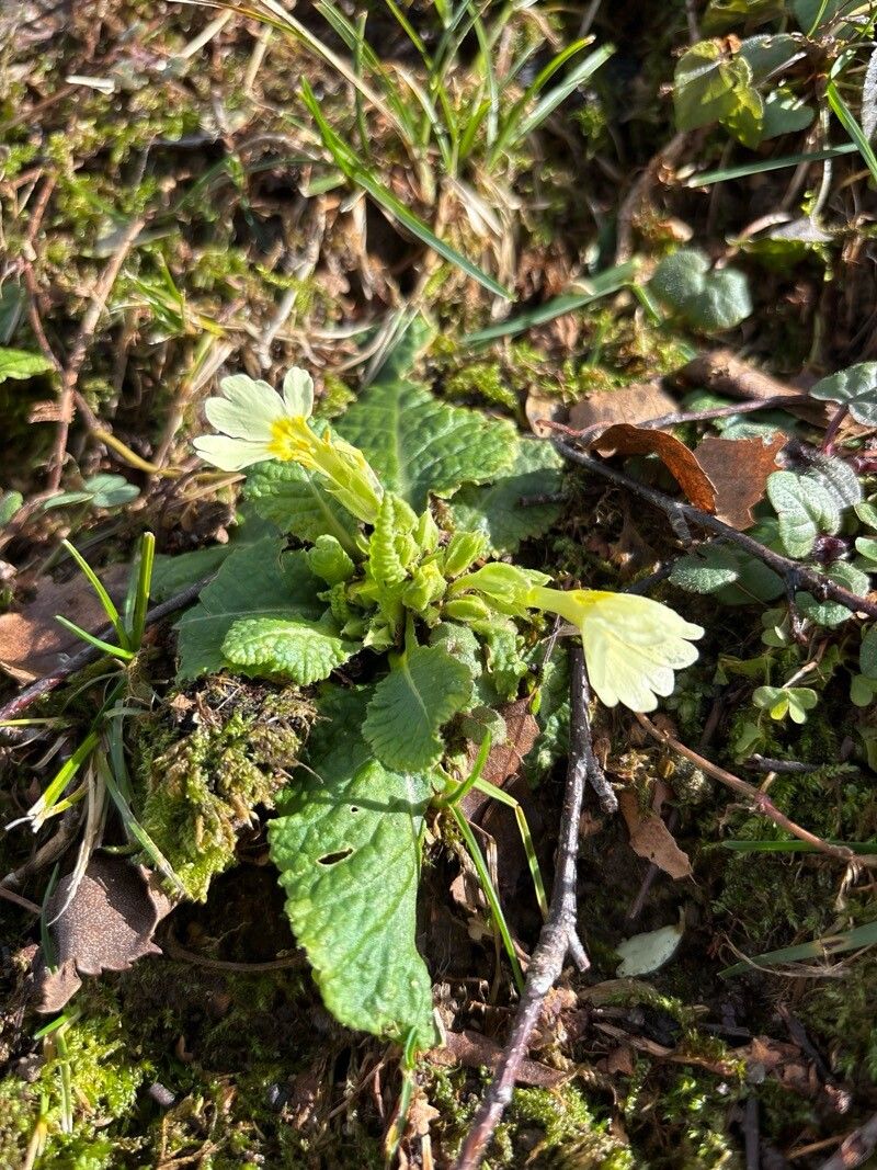 Primula (polyanthus) (alternate view 13)
