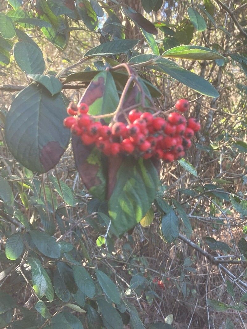 Cotoneaster coriaceus (Parney cotoneaster) (alternate view 10)