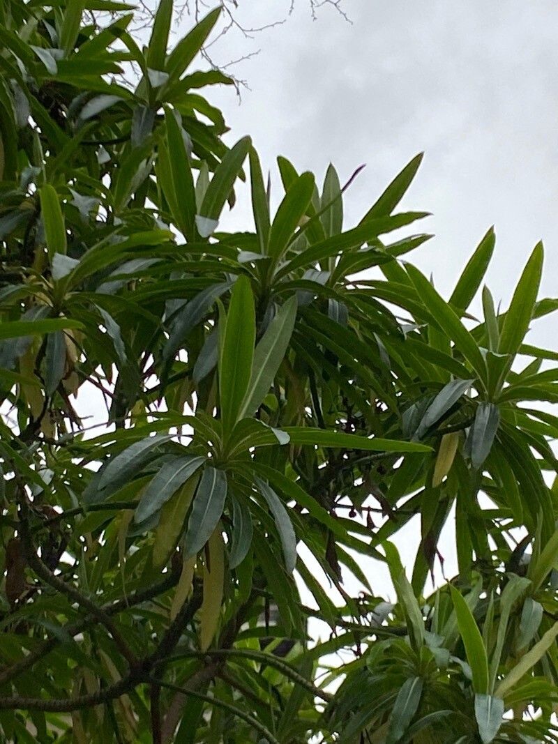 Euphorbia mellifera (Honey Spurge) (alternate view 14)