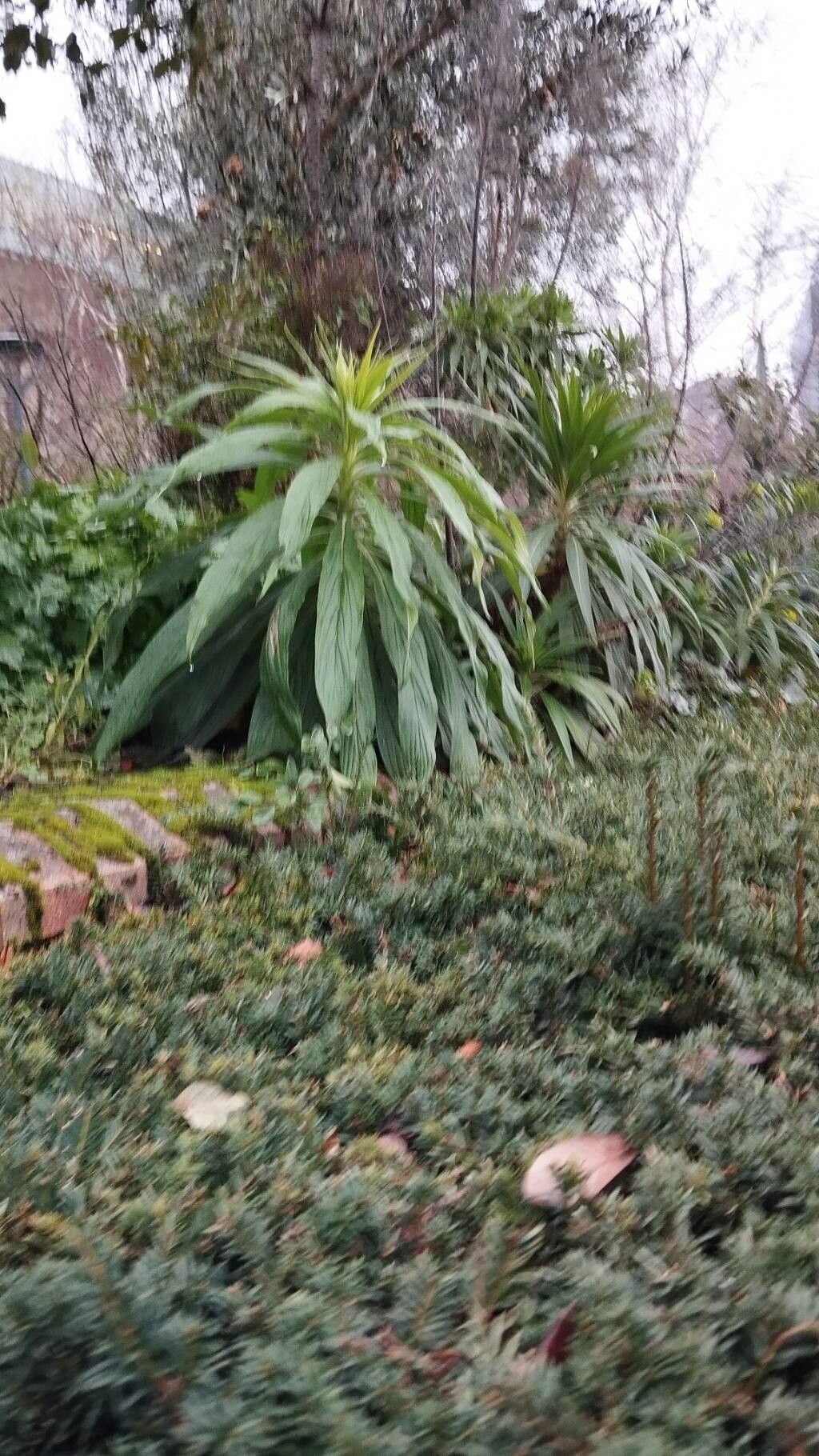 Echium pininana (Giant Viper's-bugloss) (alternate view 10)