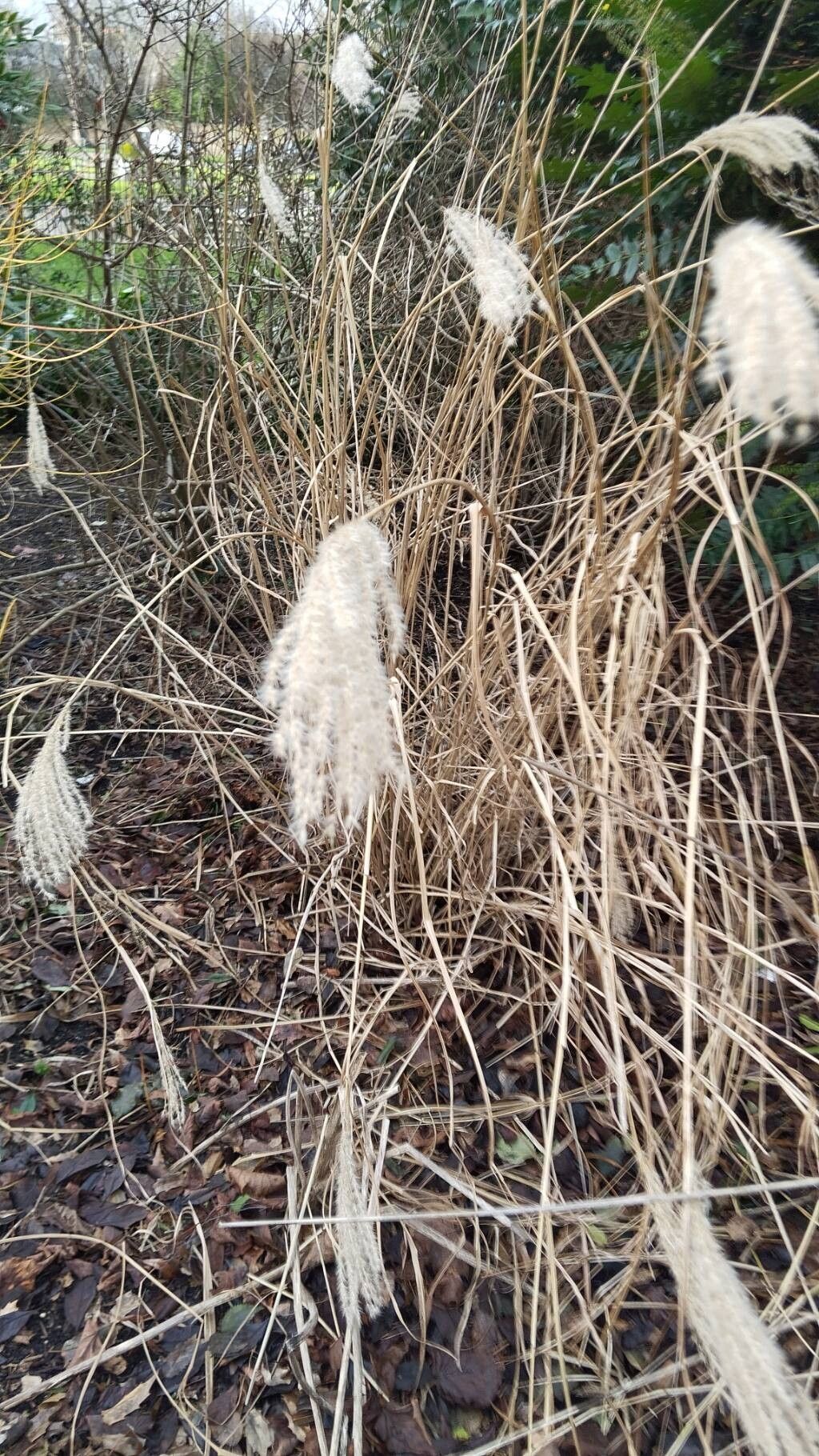 Miscanthus (Silvergrasses) (alternate view 3)