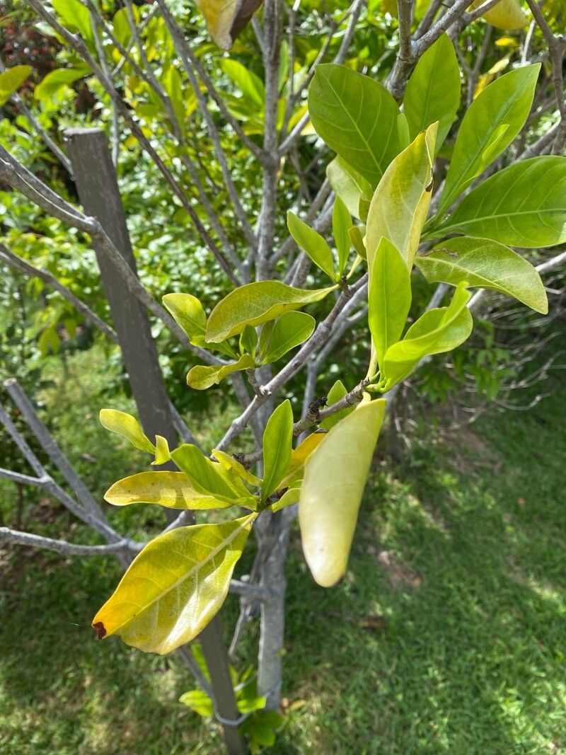 Atractocarpus fitzalanii (Brown Gardenia) (alternate view 8)