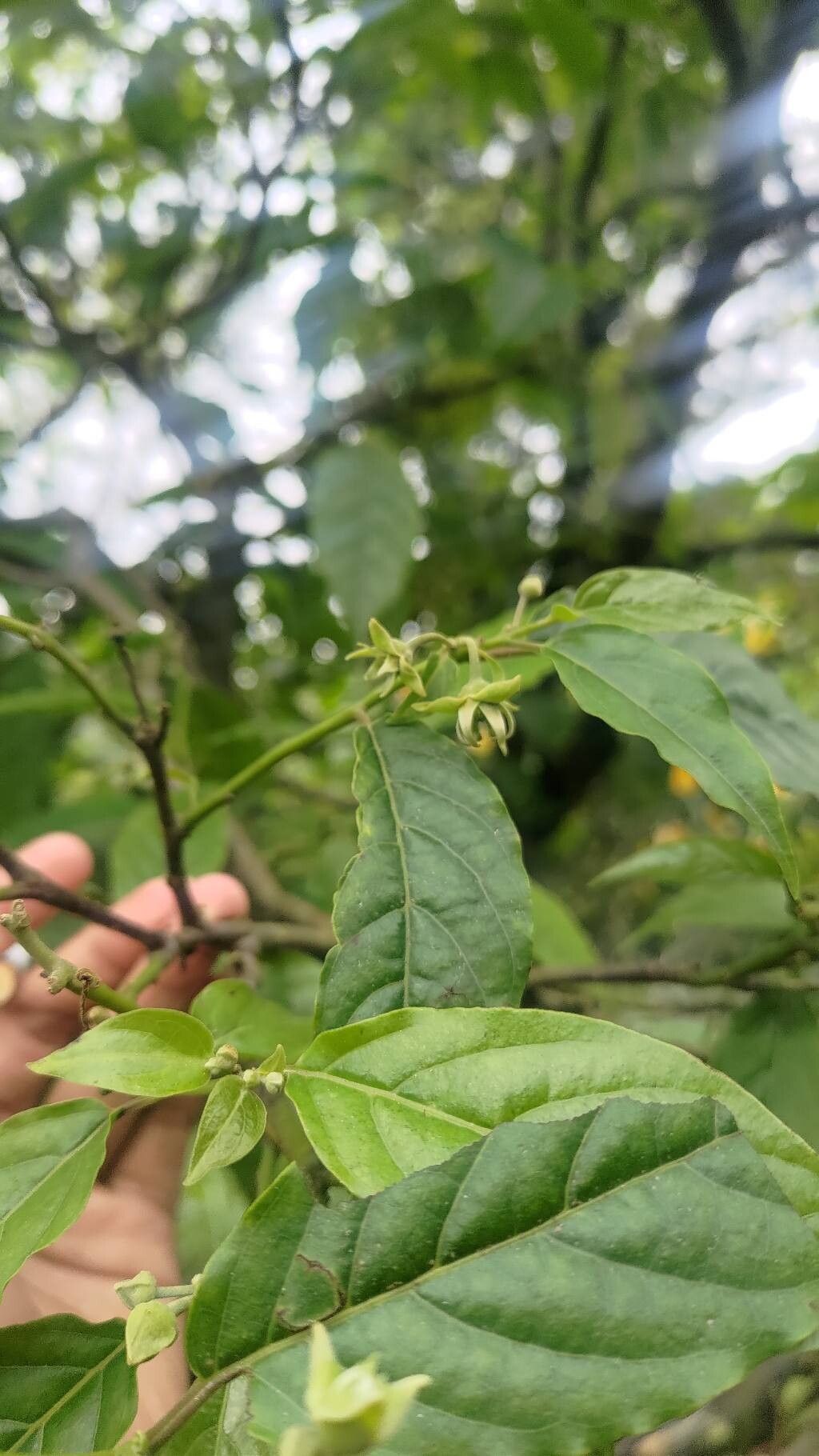 Cananga odorata (Ylang-Ylang) (alternate view 10)