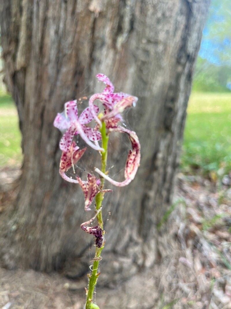 Dipodium variegatum (Slender Hyacinth-Orchid) (alternate view 11)