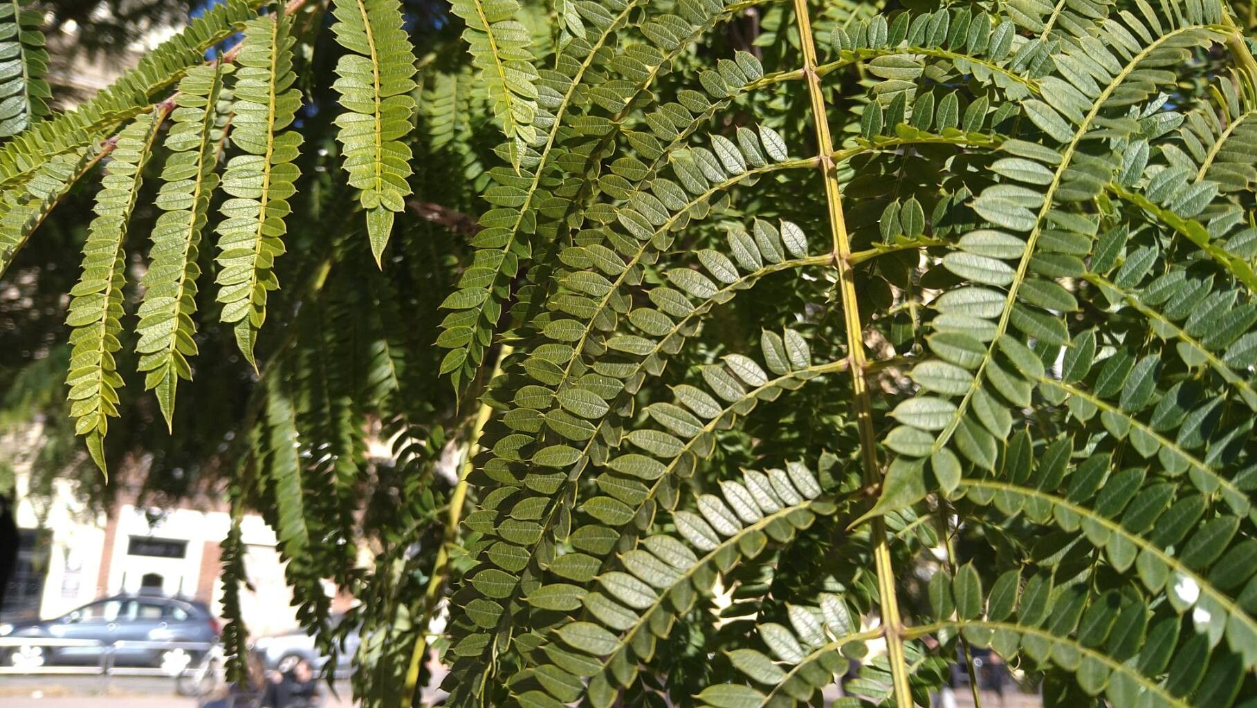Jacaranda (jacarandas) (alternate view 3)