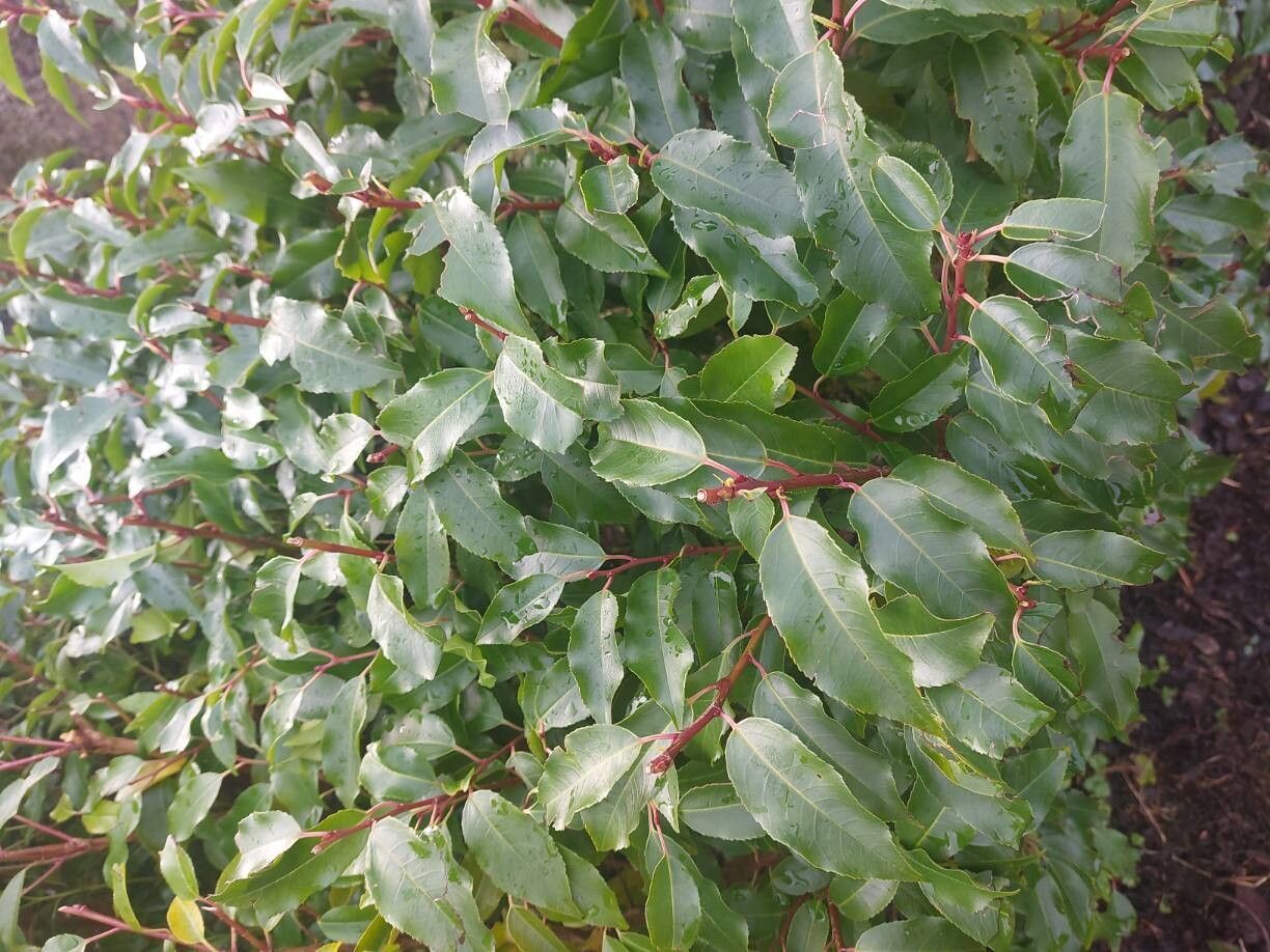 Prunus lusitanica (Portuguese laurel) (alternate view 2)