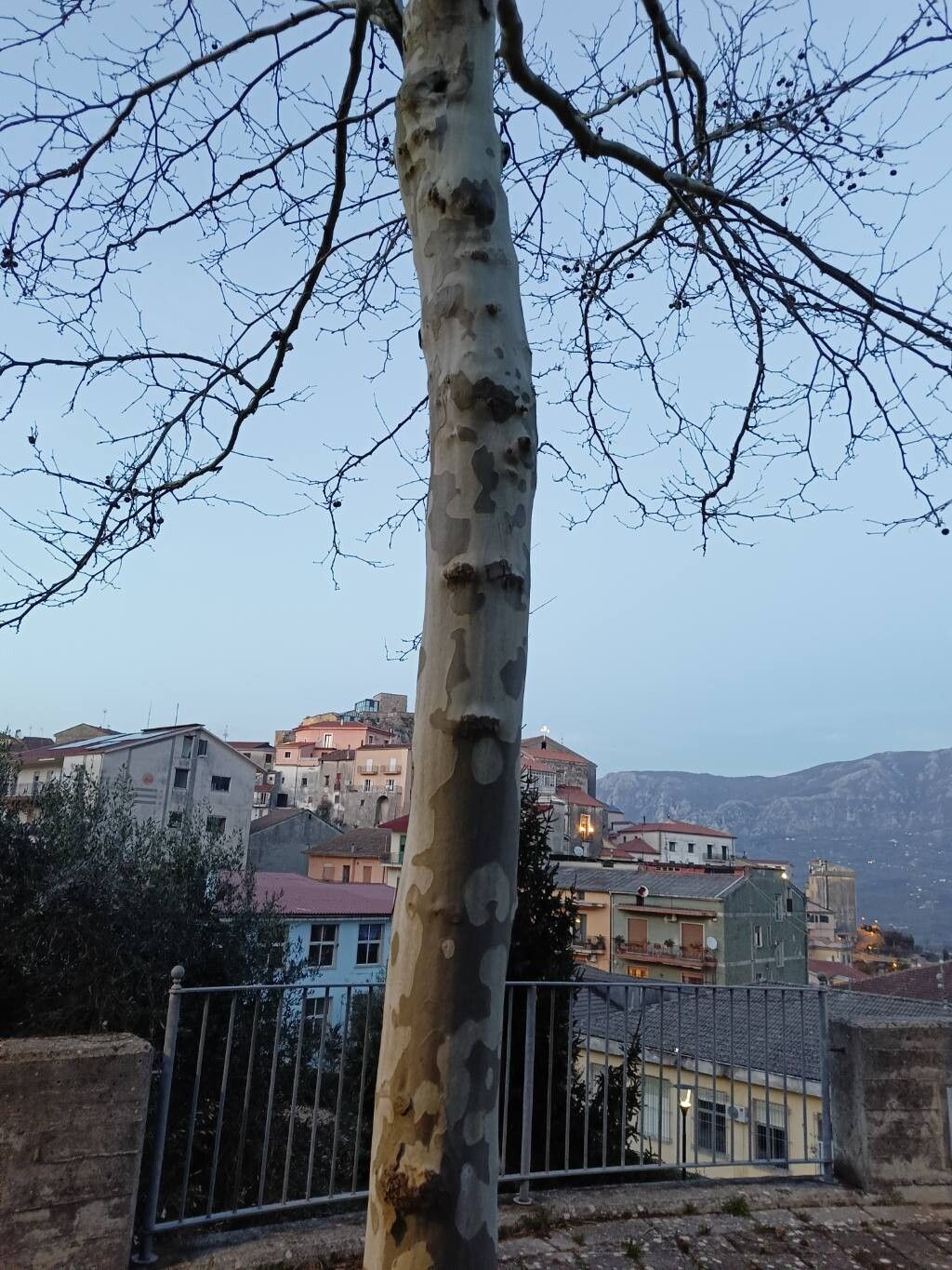 Platanus × hispanica (London Plane) (alternate view 2)