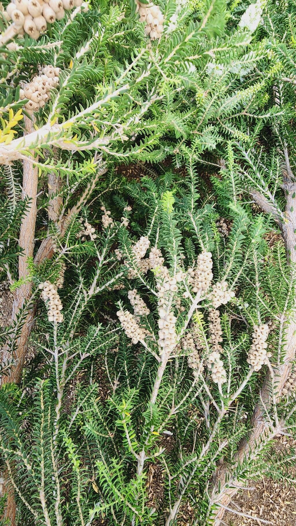 Melaleuca lanceolata (Moonah) (alternate view 11)