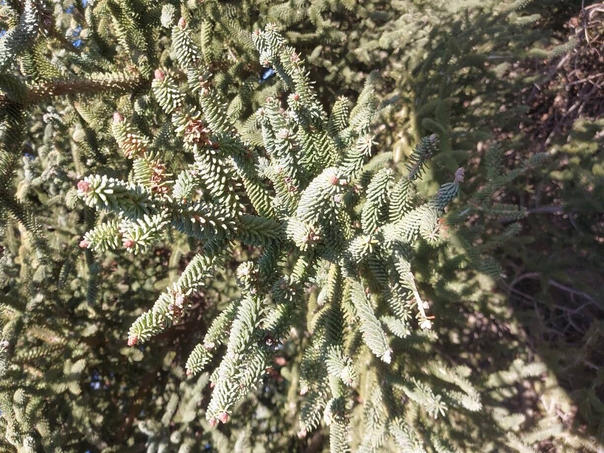 Abies pinsapo (Spanish fir) (alternate view 2)