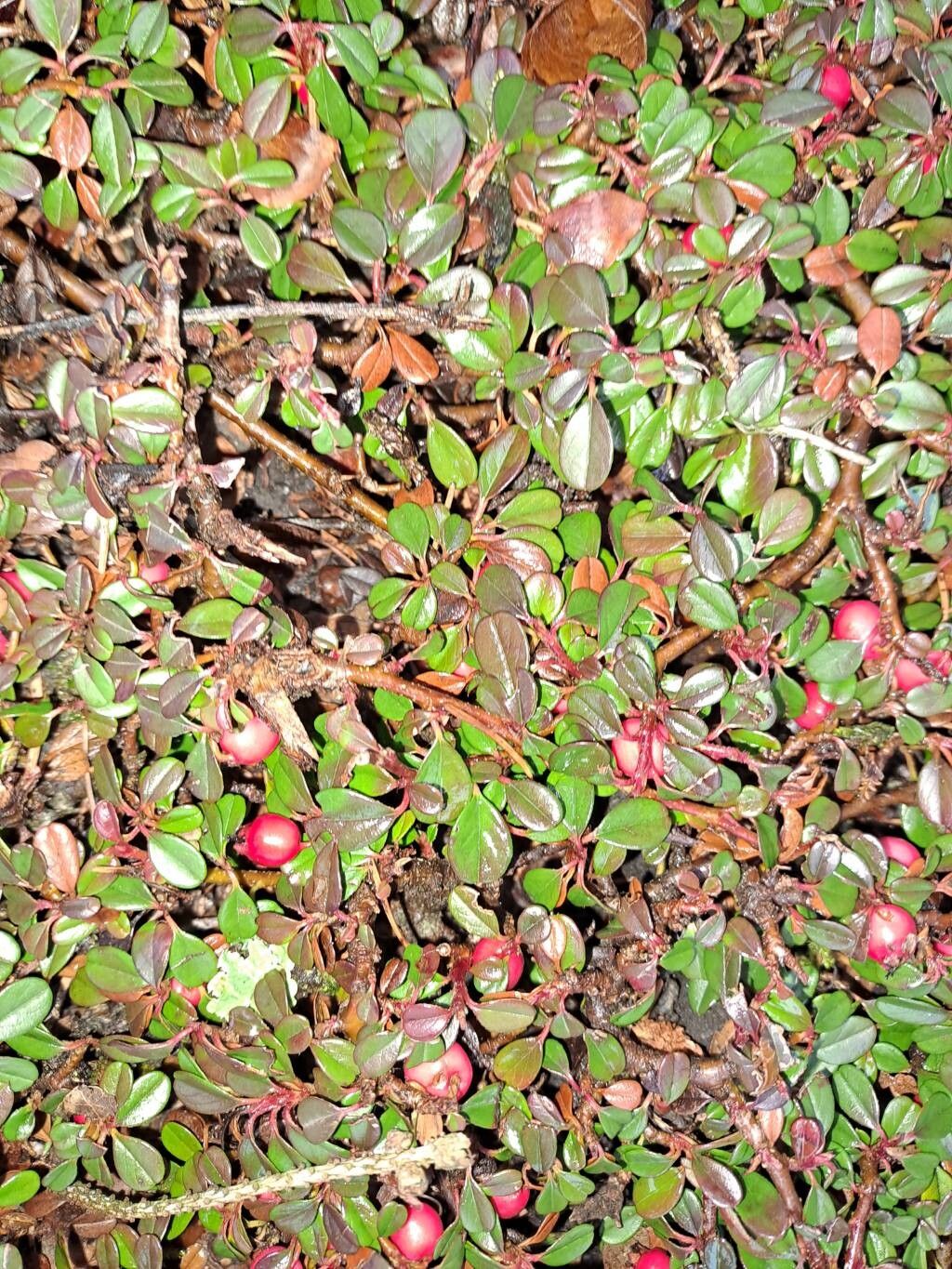 Cotoneaster dammeri (Bearberry Cotoneaster) (alternate view 13)