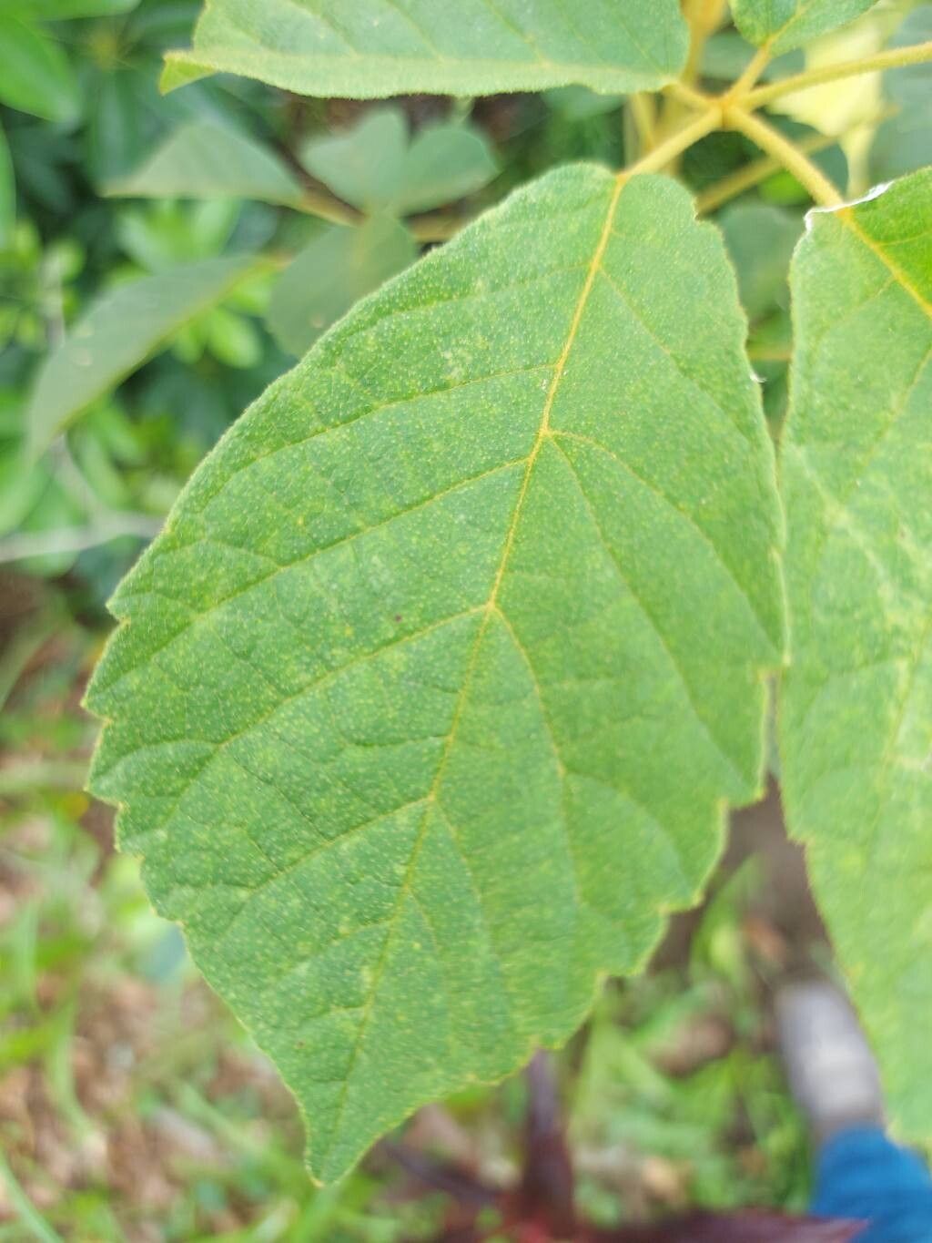 Handroanthus