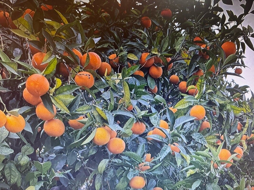 Citrus × aurantium (Orange) (alternate view 5)
