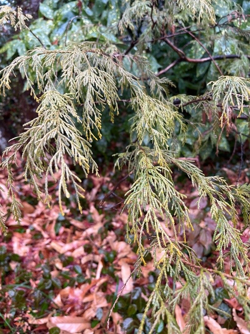 Chamaecyparis pisifera (Sawara Cypress) (alternate view 12)