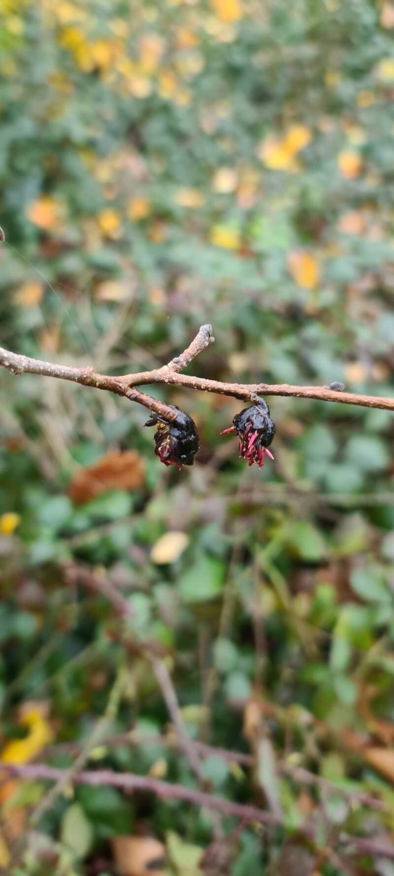 Parrotia persica (Persian parrotia, ironwood) (alternate view 3)