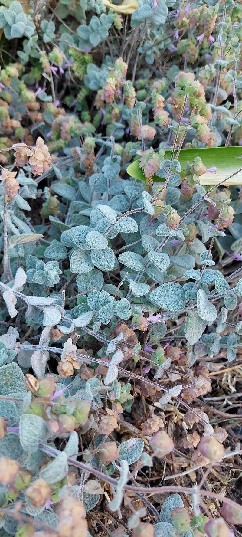 Origanum dictamnus (dittany of Crete) (alternate view 3)