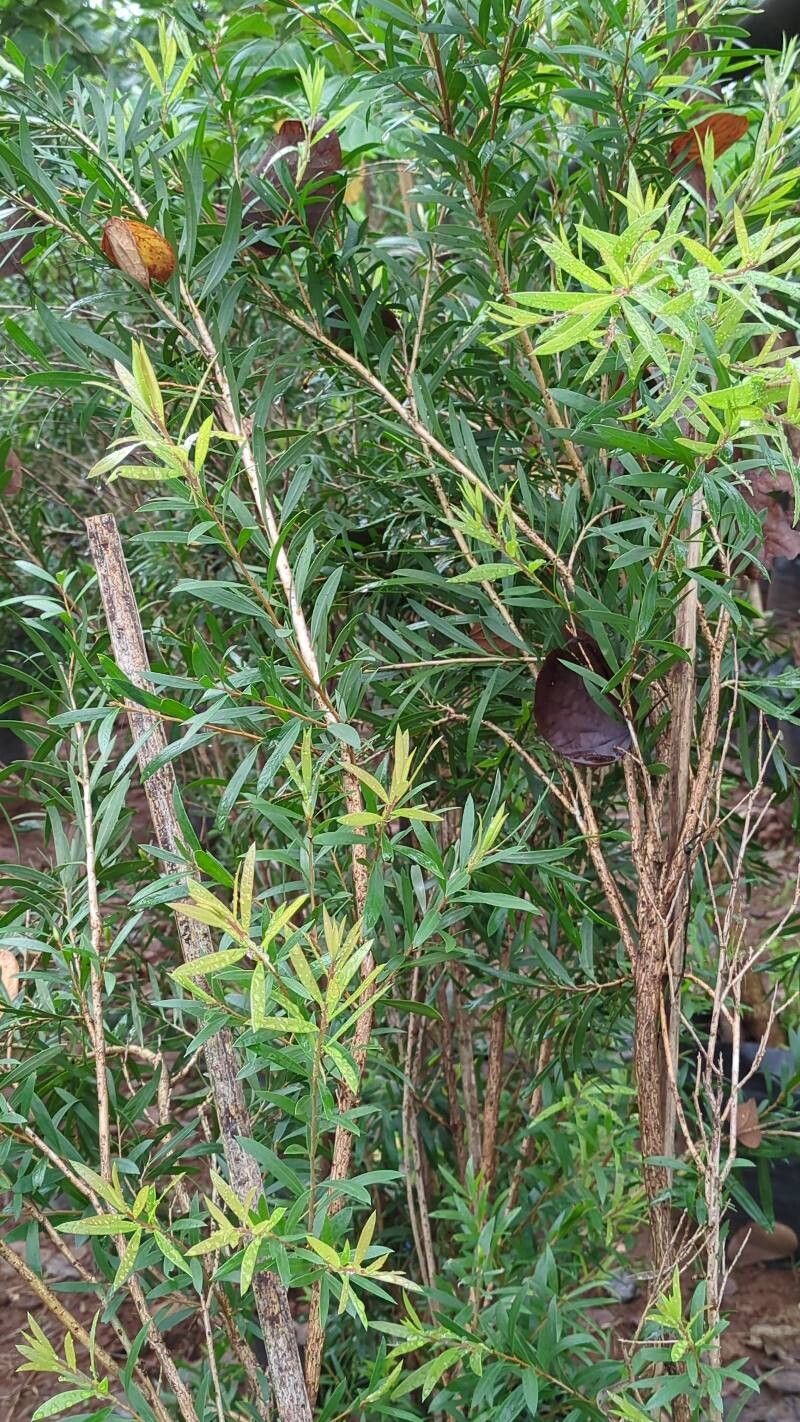 Callistemon viminalis, Weeping bottlebrush — spreading evergreen (Myrtaceae) (image 9 of 10)