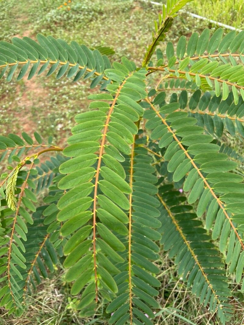 Sesbania grandiflora (Hummingbird Tree) (alternate view 11)