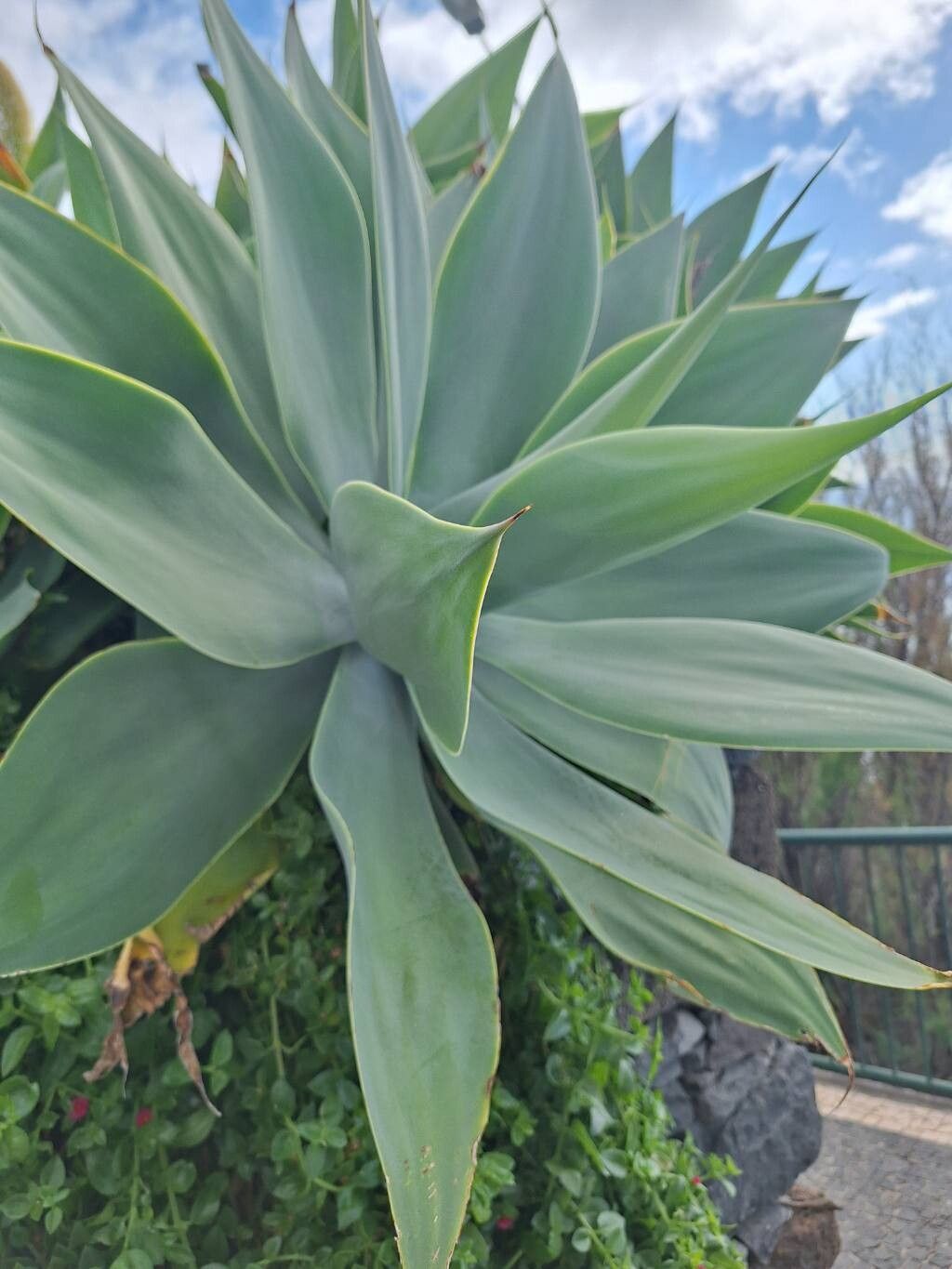 Agave attenuata (Fox Tail Agave) (alternate view 13)