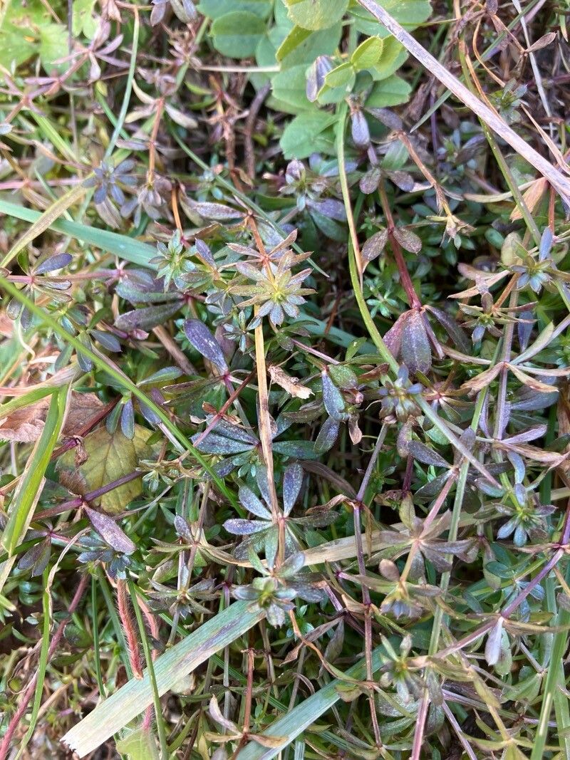 Galium album (white bedstraw) (alternate view 15)