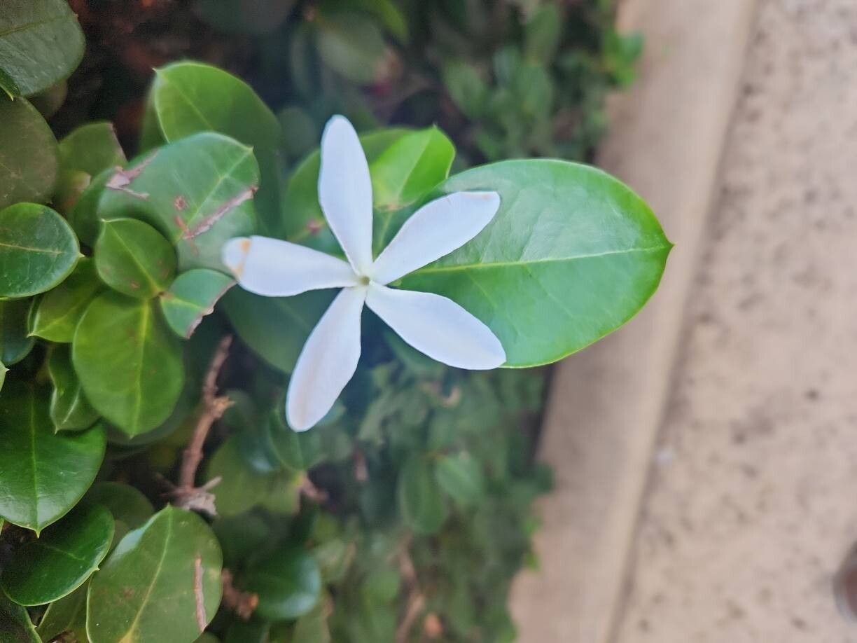 Carissa macrocarpa (Natal Plum) (alternate view 11)