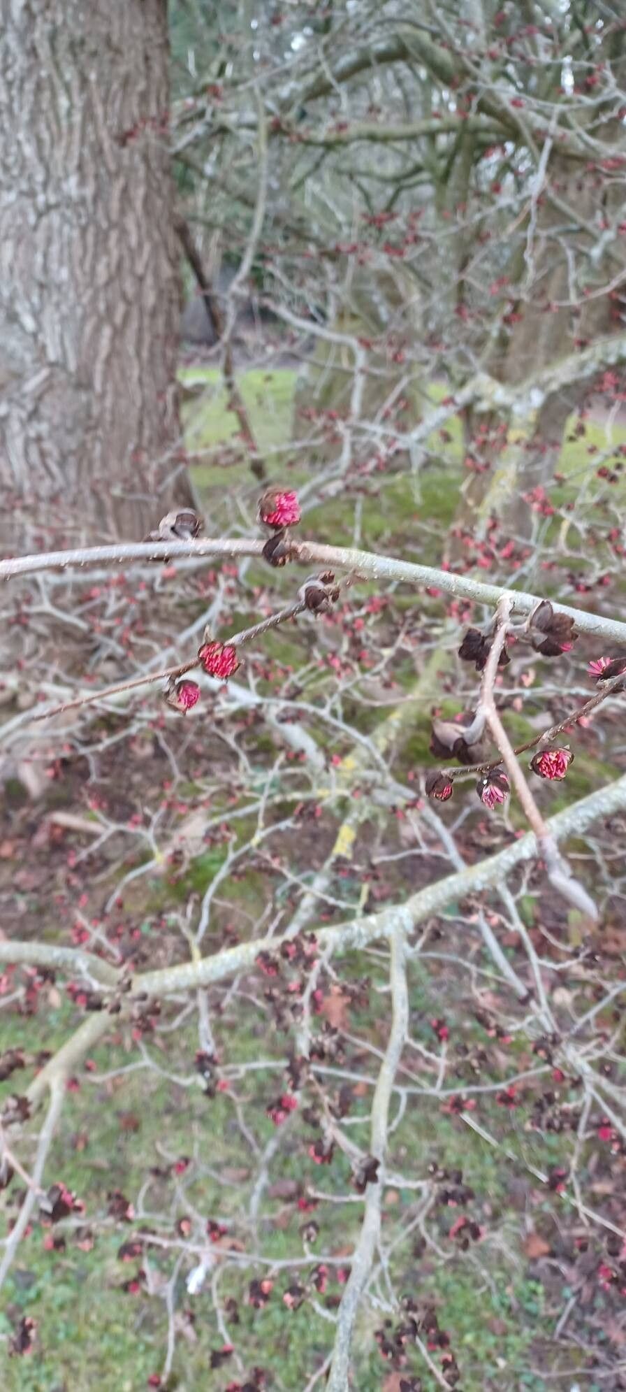 Parrotia persica (Persian parrotia, ironwood) (alternate view 5)