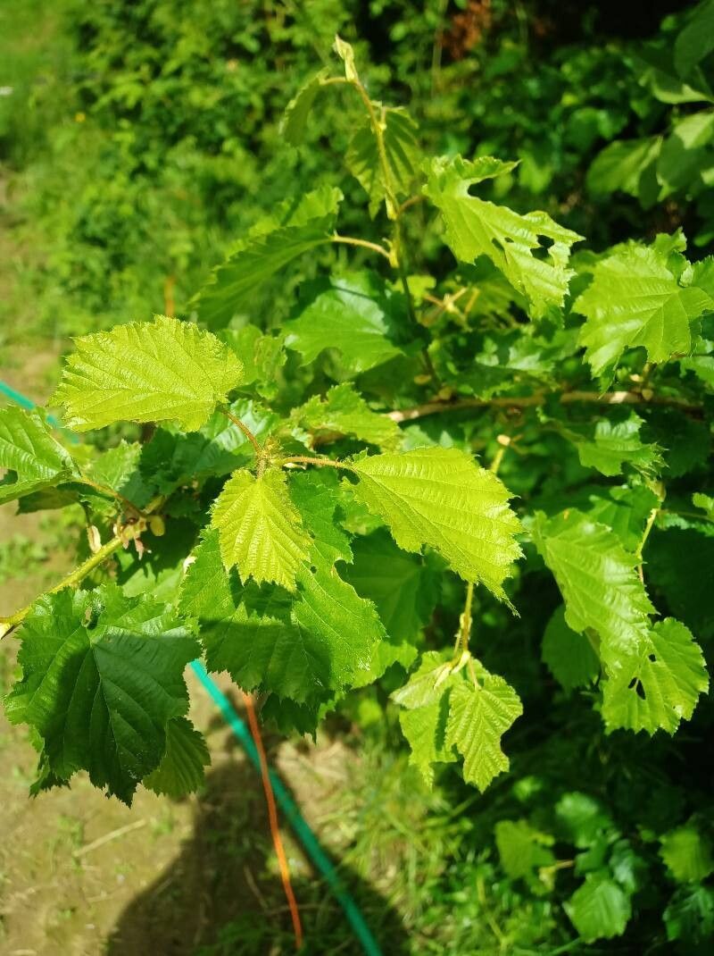 Corylus colurna (Turkish Hazelnut) (alternate view 12)