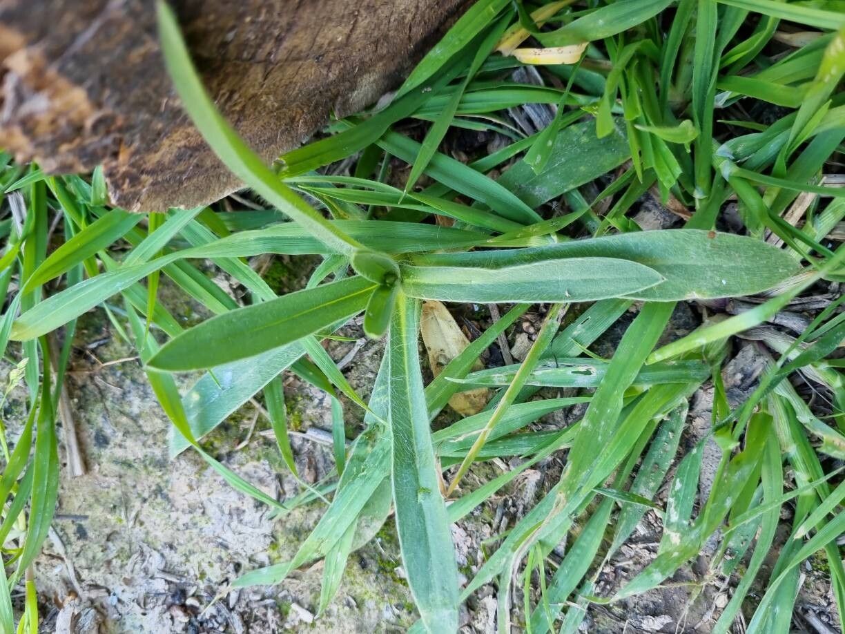 Agrostemma githago (corn cockle) (alternate view 15)