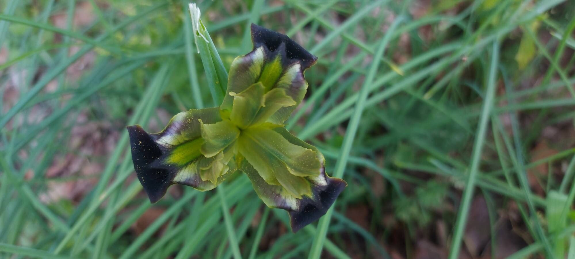 Iris tuberosa (alternate view 3)
