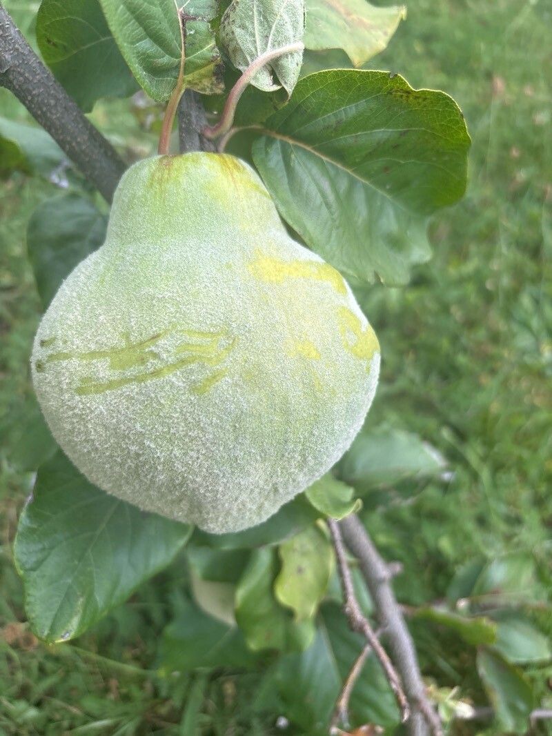 Cydonia oblonga (Quince) (alternate view 9)