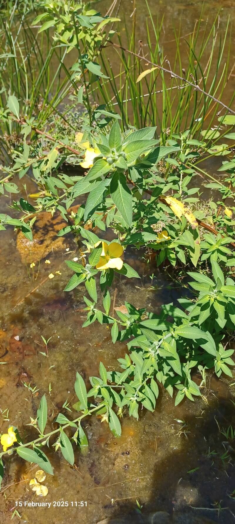 Ludwigia peruviana (Peruvian primrose-willow)