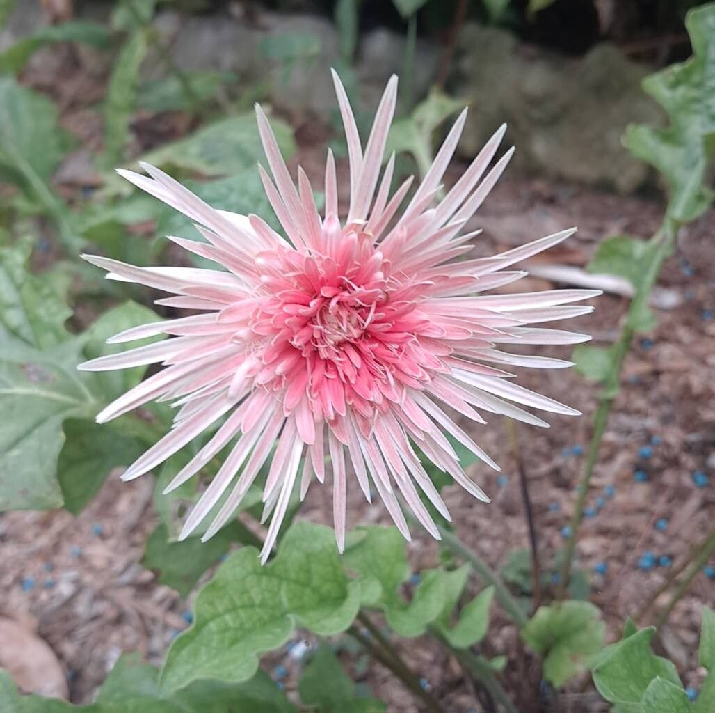 Gerbera (Gerbera Daisies) (alternate view 2)