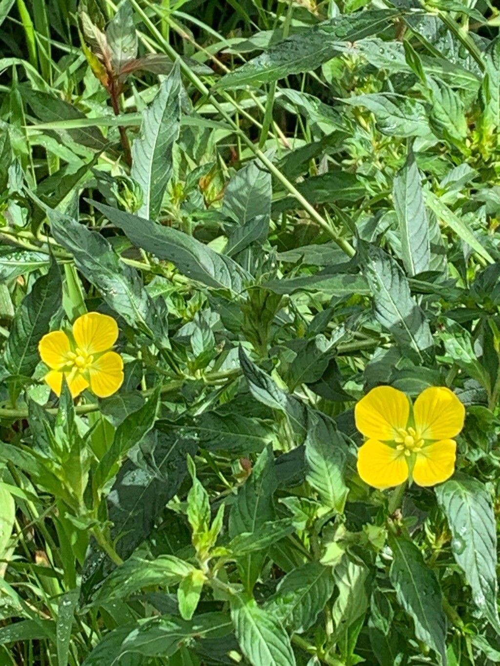 Ludwigia peruviana (Peruvian primrose-willow) (alternate view 3)