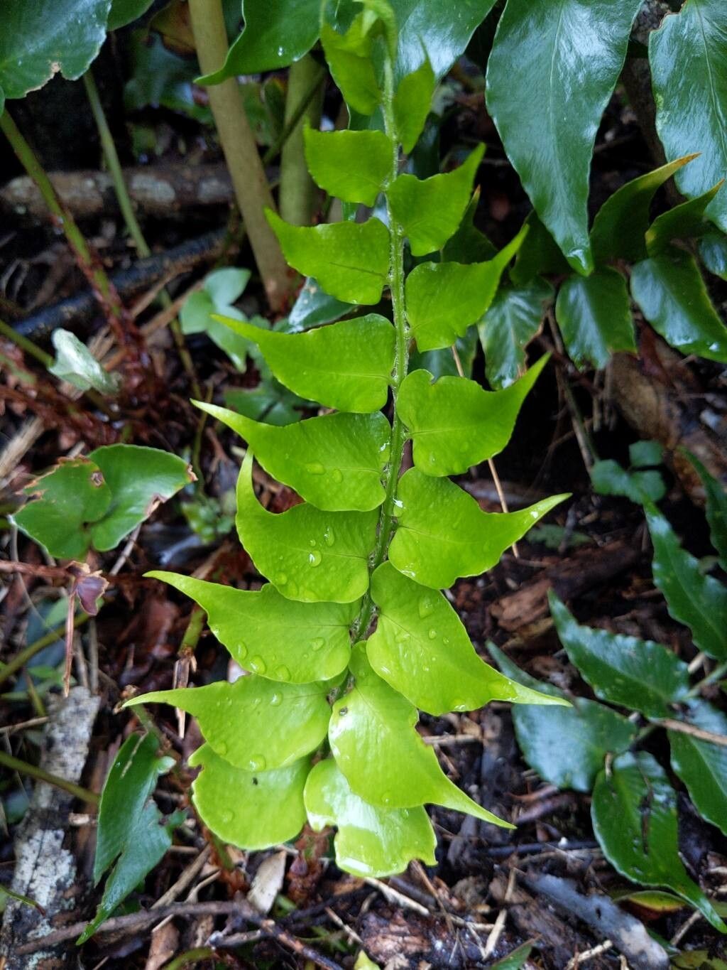 Cyrtomium falcatum (Japanese Holly Fern) (alternate view 9)
