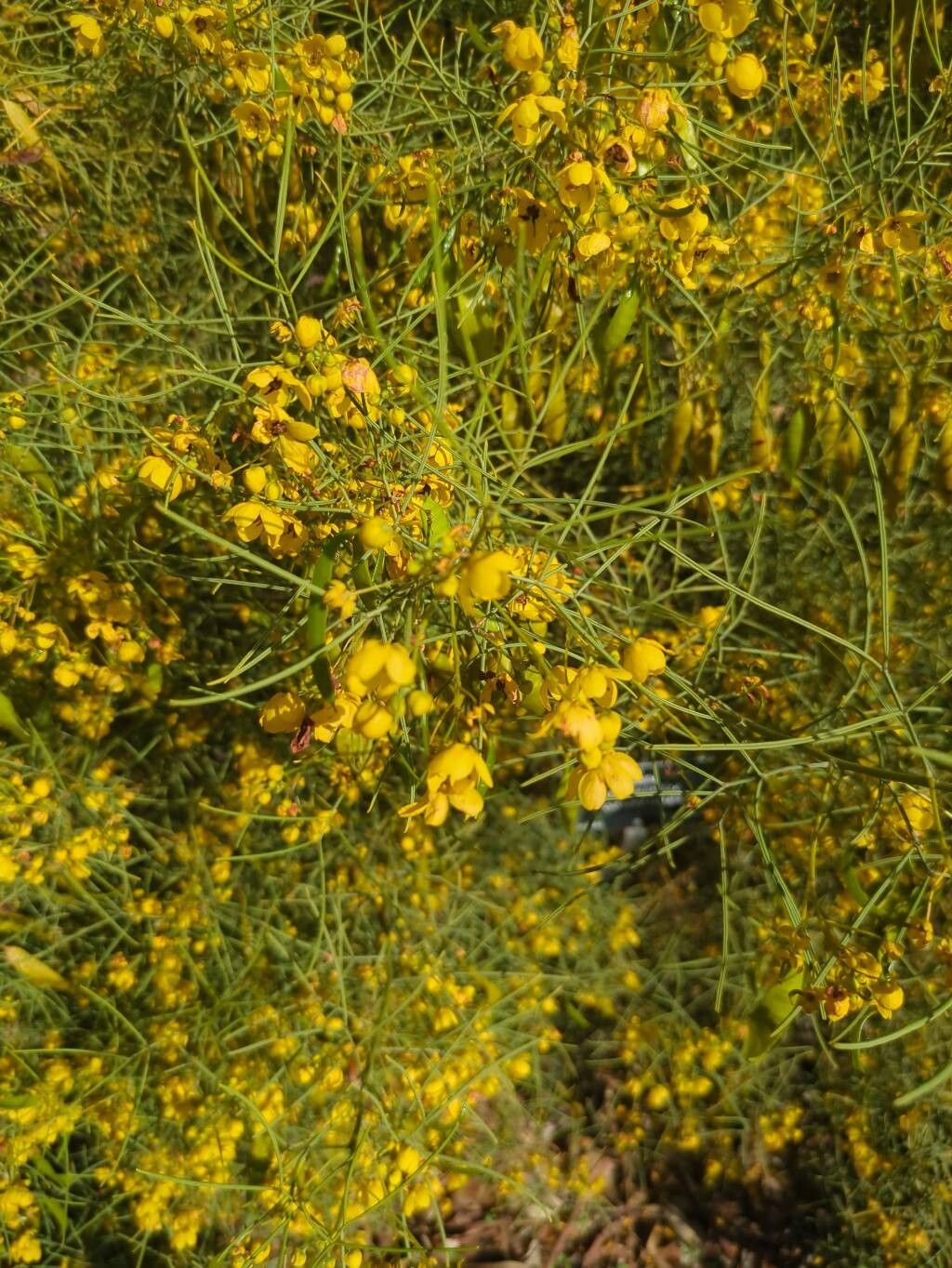 Senna artemisioides (silver senna) (alternate view 13)