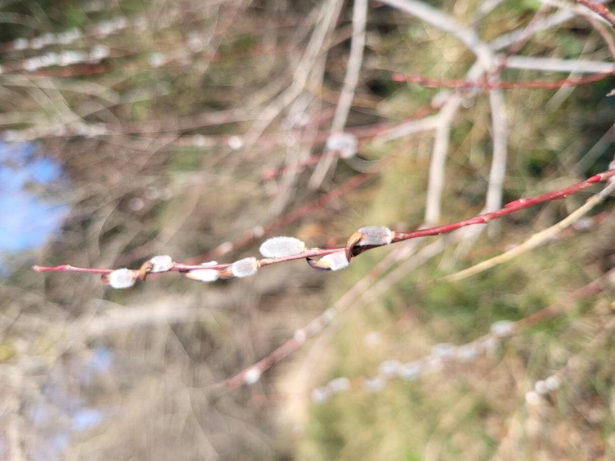 Salix purpurea (Purple Willow) (alternate view 2)