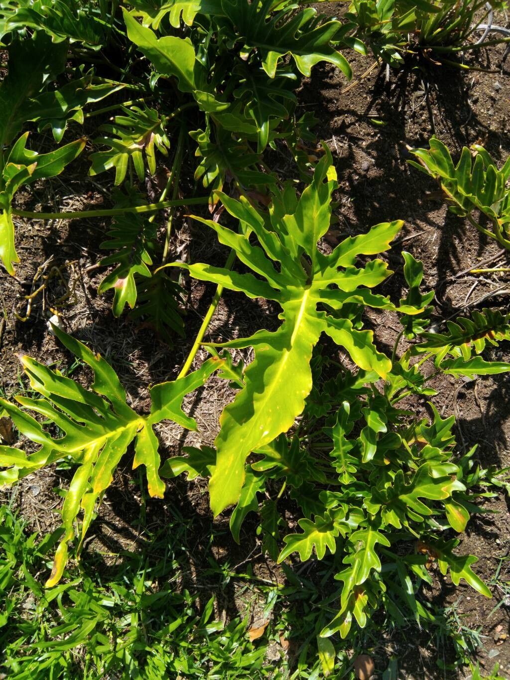 Thaumatophyllum