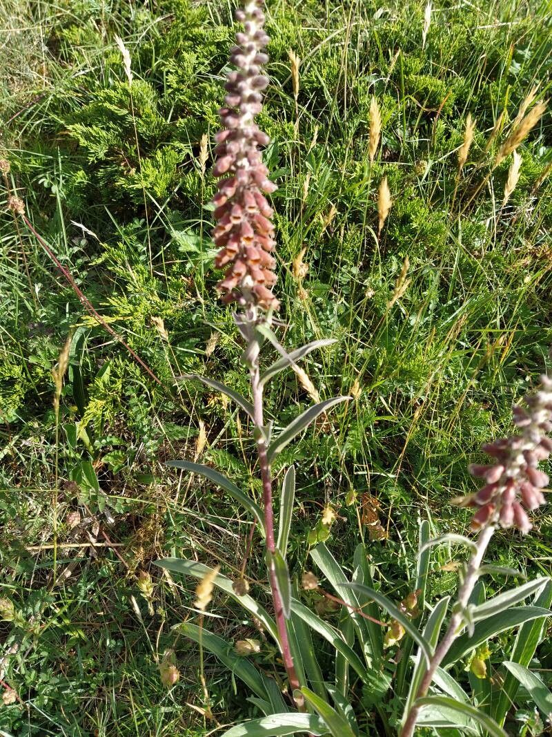 Digitalis parviflora (Small-flowered Foxglove) (alternate view 12)