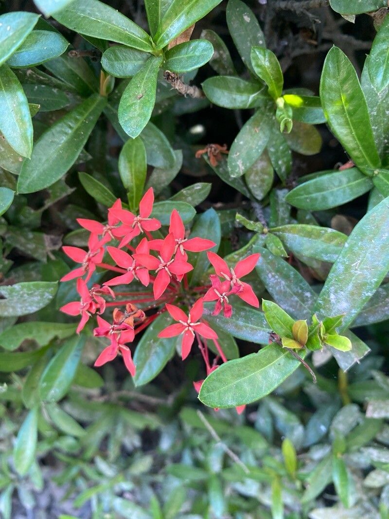 Ixora (ixoras) (alternate view 3)