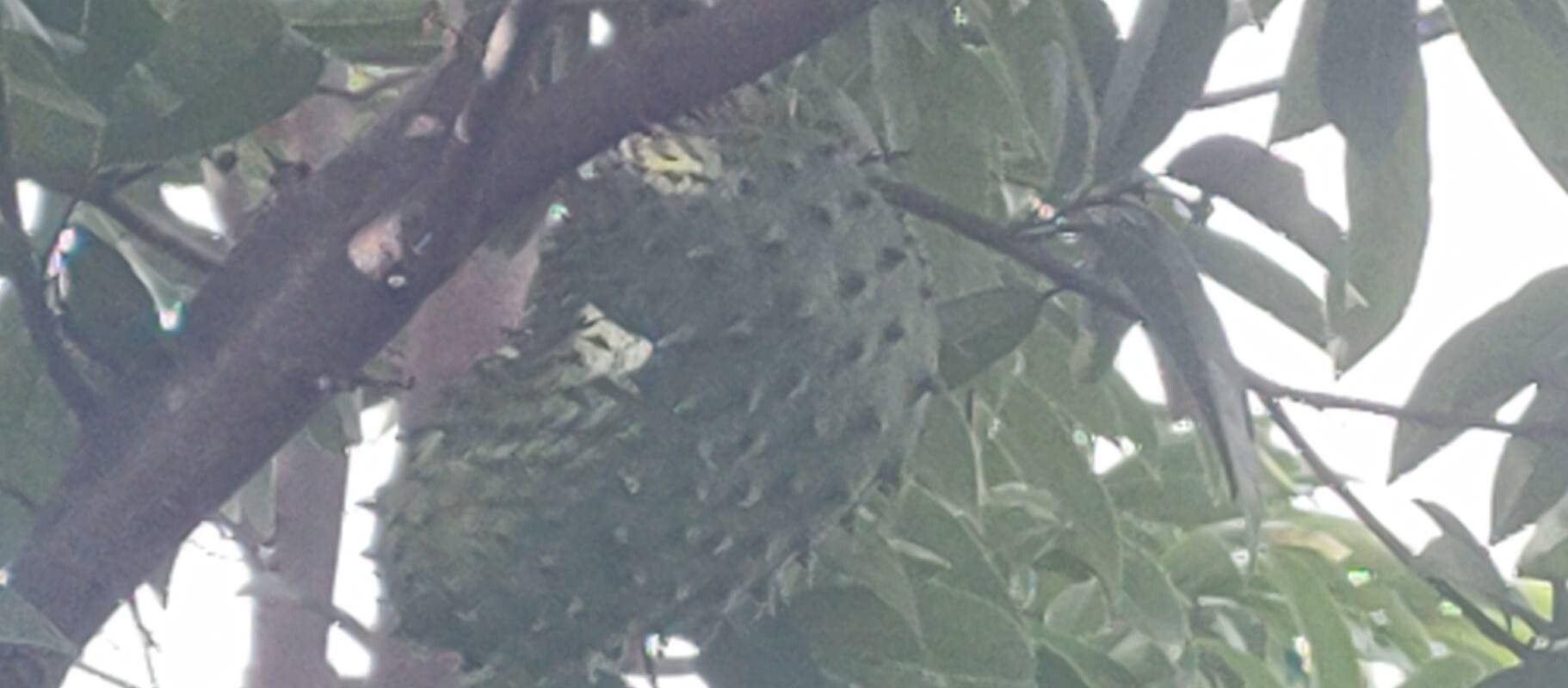 Annona muricata (Soursop) (alternate view 13)