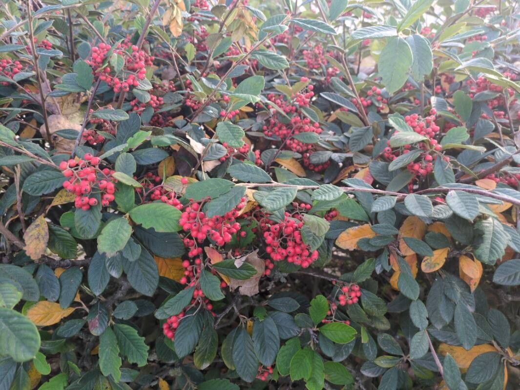 Cotoneaster coriaceus (Parney cotoneaster) (alternate view 12)
