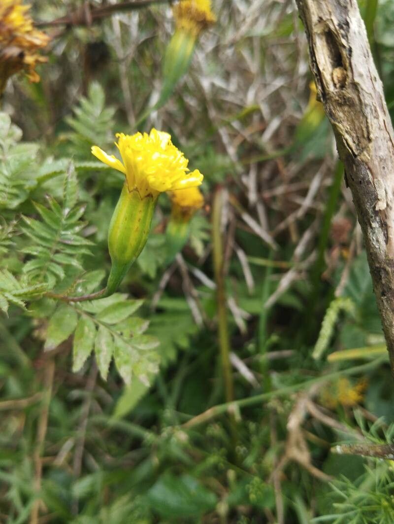 Tagetes erecta (Mexican Marigold) (alternate view 14)