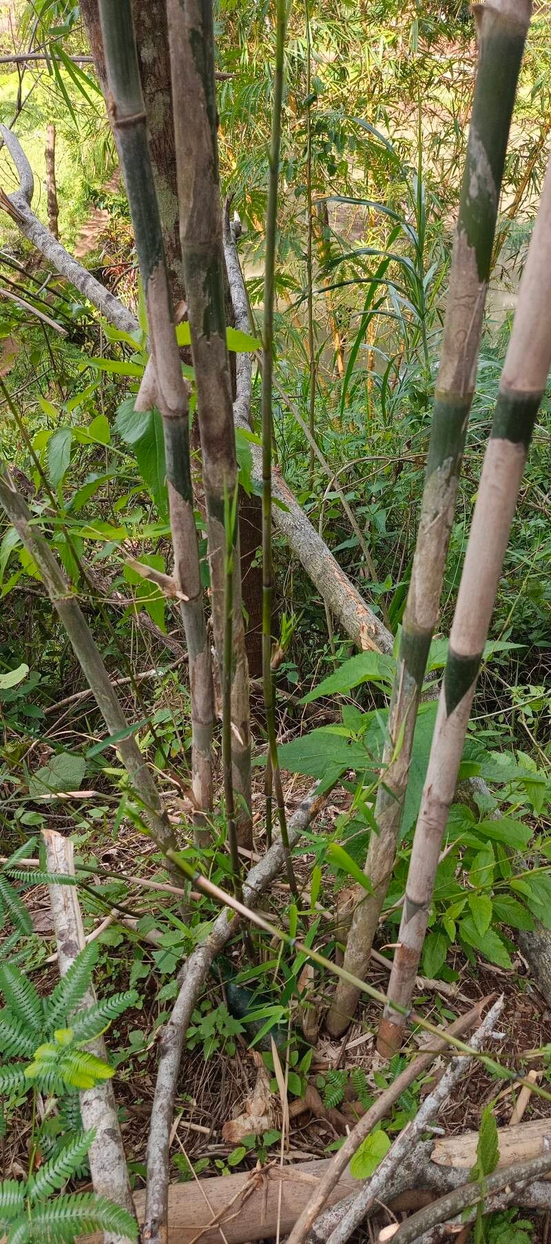 Phyllostachys nigra (black bamboo) (alternate view 2)
