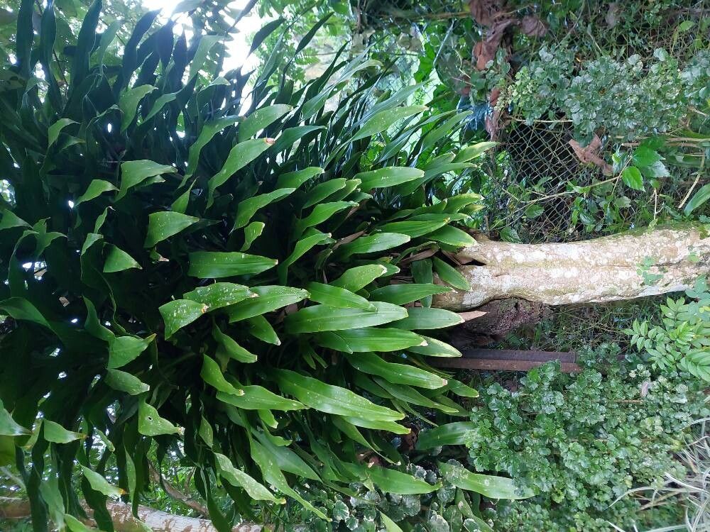 Dracaena fragrans (Corn Plant) (alternate view 3)