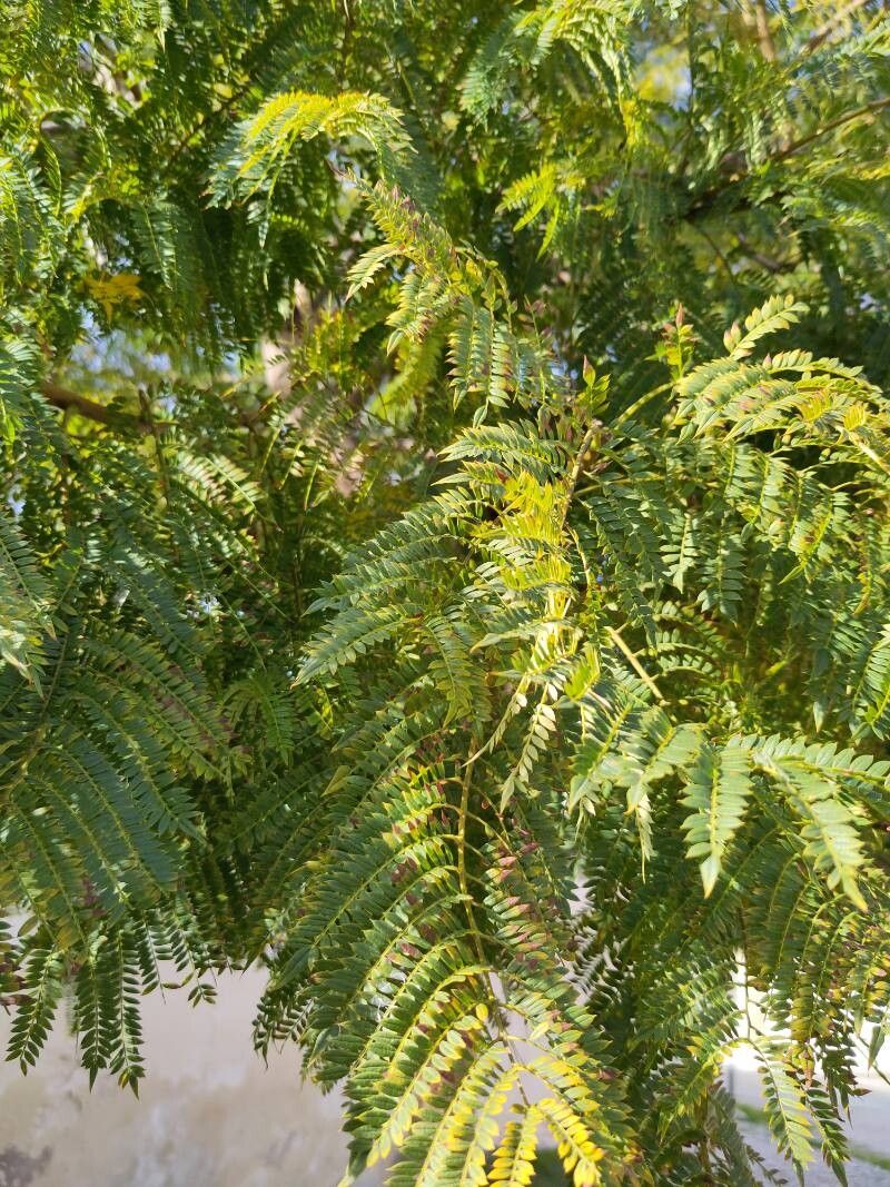 Jacaranda (jacarandas) (alternate view 2)
