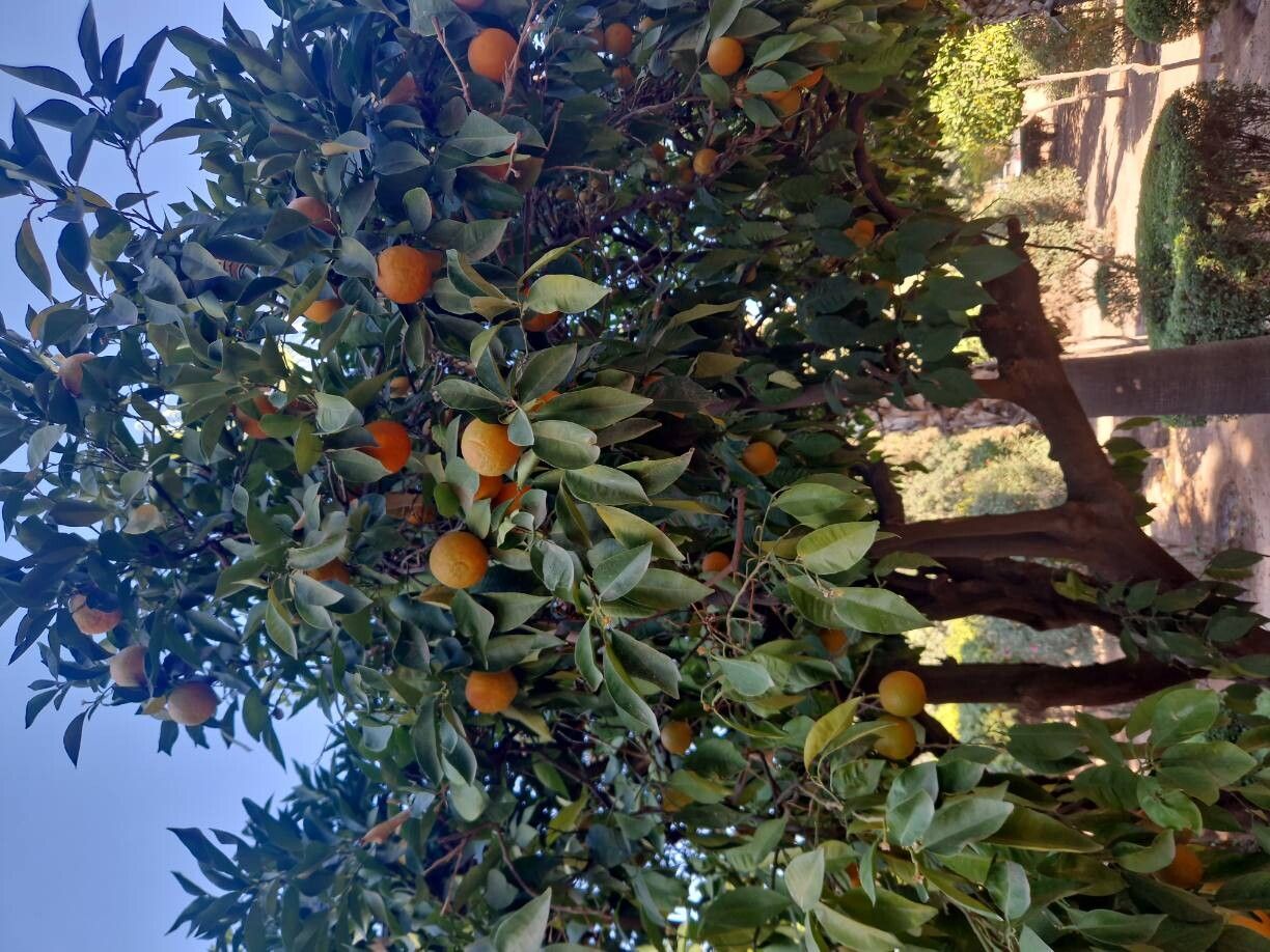 Citrus × aurantium (Orange) (alternate view 3)