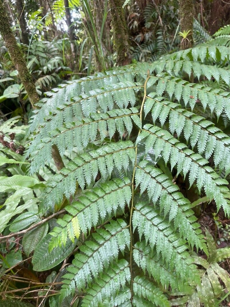 Cyathea (scaly tree ferns) (alternate view 2)