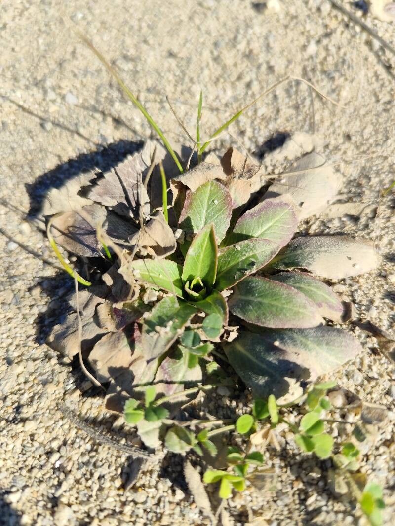 Oenothera parviflora (northern evening-primrose) (alternate view 2)