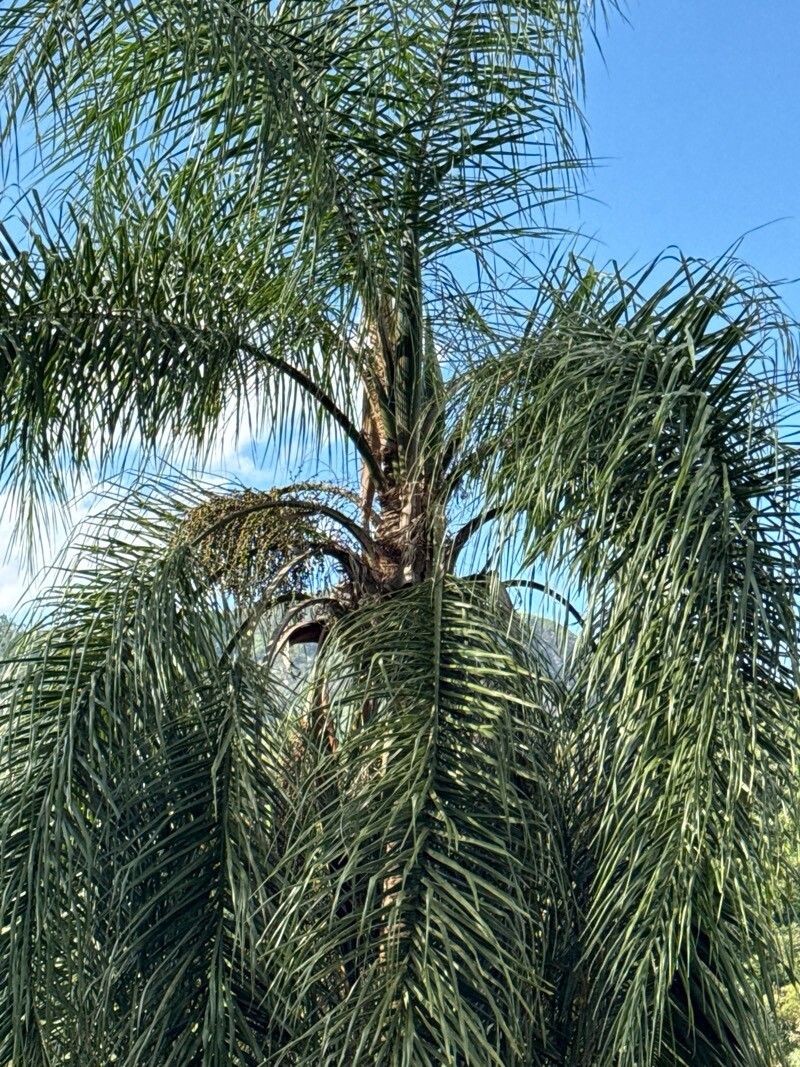 Syagrus romanzoffiana (Queen Palm) (alternate view 5)