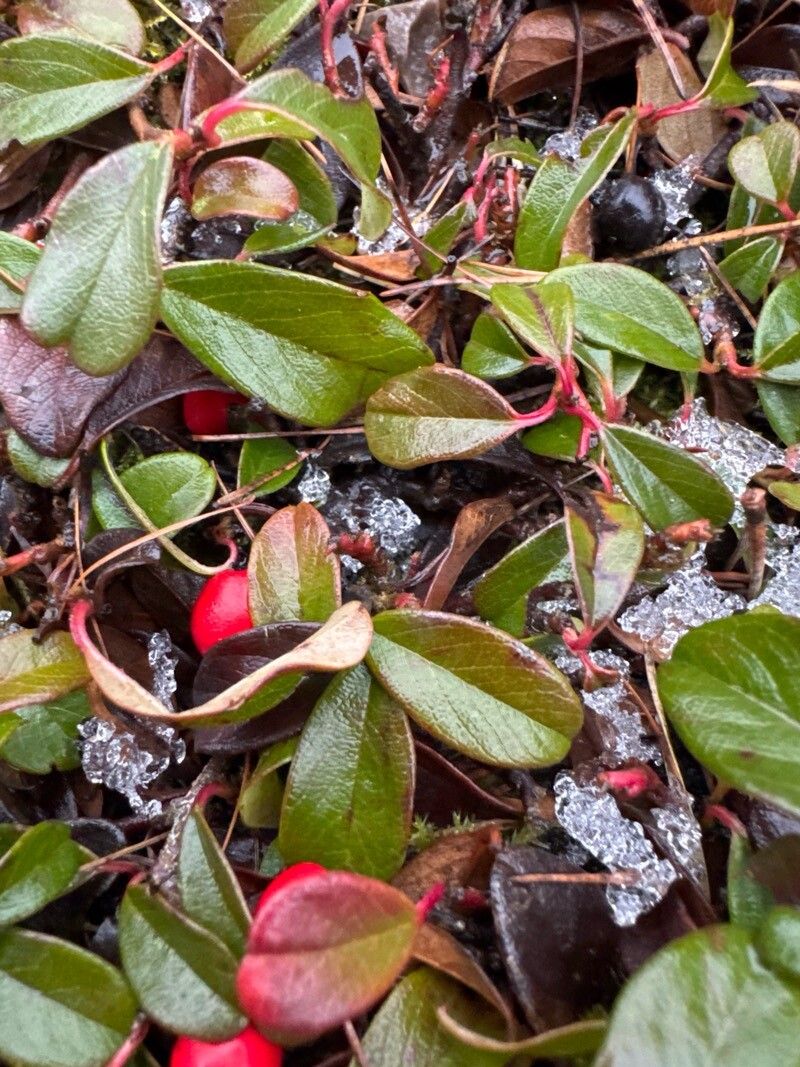 Cotoneaster dammeri (Bearberry Cotoneaster) (alternate view 12)